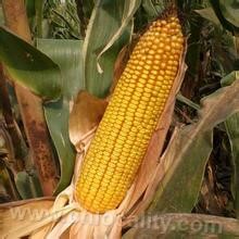 Gannan corn