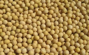 Keshan soybean