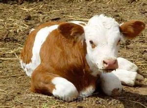 Baiquan county yellow beef cattle