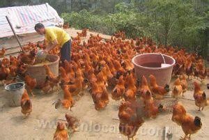 Heilongjiang yellow chicken