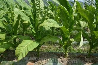 Big tobacco leaf