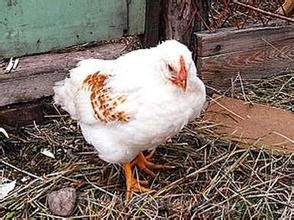 Heilongjiang white chicken