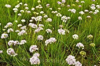 Leek flower