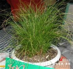 wula sedge (Carex meyeriana)