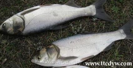 Silver carp in Wudalianchi