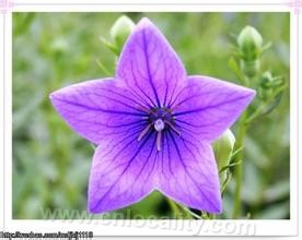 root of balloon flower