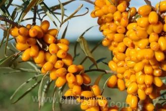 Sunwu big fruit seabuckthorn