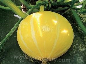 Xunke golden pumpkin