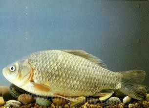 Fangzheng crucian carp