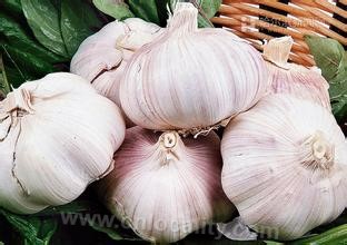 Acheng garlic