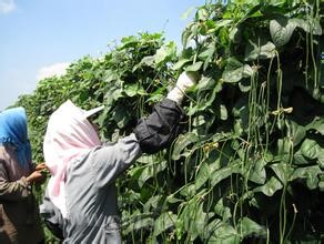 Xichazi village vegetables