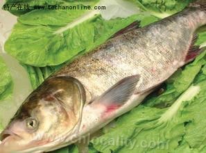 Silver carp in Hongxing Reservoir