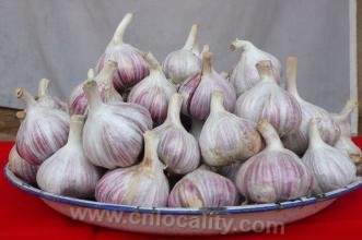 Baicheng purple garlic