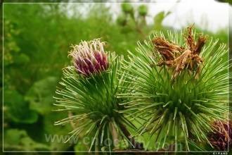 Heilongjiang burdock