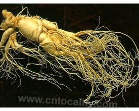 Ginseng for prolonging life