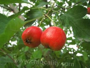 Hawthorn in Liaoyang