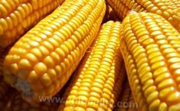 Bayan corn