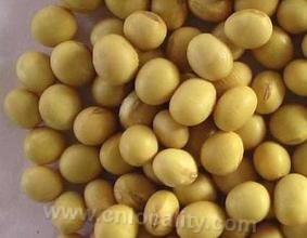 Bayan soybean