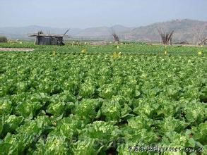 Emerging pollution-free vegetables in th...