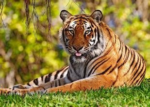 Siberian tiger