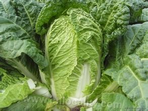 Pollution-free Chinese cabbage