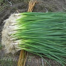 Allium tuberosum