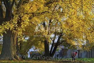 Ginkgo biloba in Gaogang