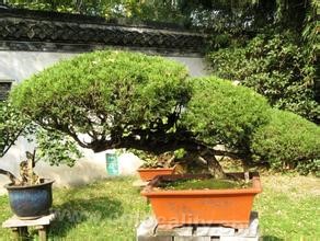 Rugao bonsai