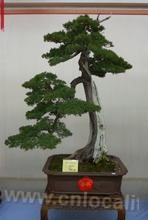 Tongpai bonsai