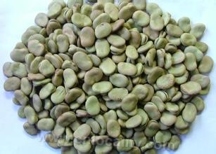 Qidong broad bean