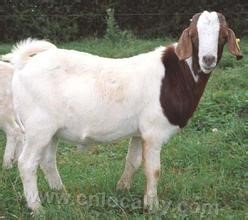 boer goat