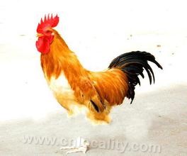 Haimen yellow chicken