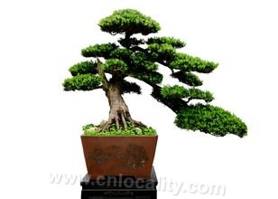 Nantong bonsai