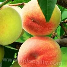 Yanghu peach