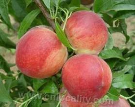 Gaizhou peach