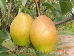 Gaizhou jianba pear