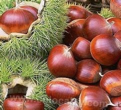 Nanshan chestnut