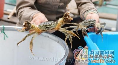 Changdanghu crab