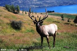 elk