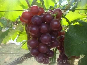 Shengtai grapes