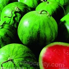 Funing green watermelon