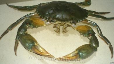 Big blue crab