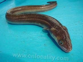 common eel