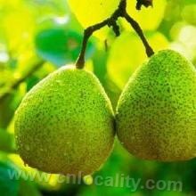 Longgang pear