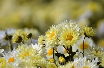 Chrysanthemum morifolium