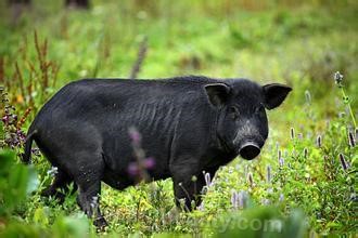 Huaiyin black pig