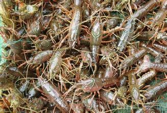 Hongze Lake Shrimp