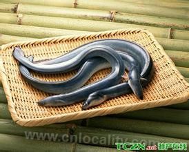 Eel in Hongze Lake