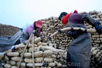 Jinhu lotus root