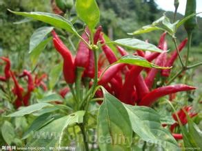 capsicum annum fasciculatum